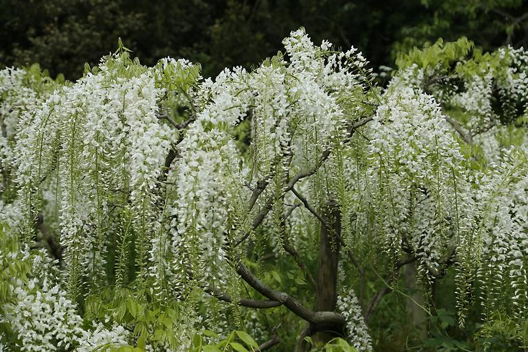 Wisteria floribunda alba C9 180 - 200