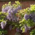 Wisteria floribunda violacea plena C9 180 - 200