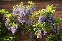 Wisteria floribunda violacea plena C9 180 - 200