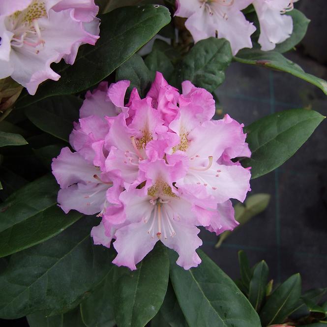 Rhododendron Hybridum C5/EXL