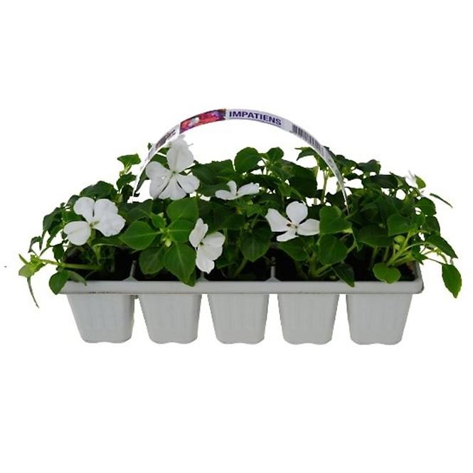 Balkónové kvety MIX  10 pack,10