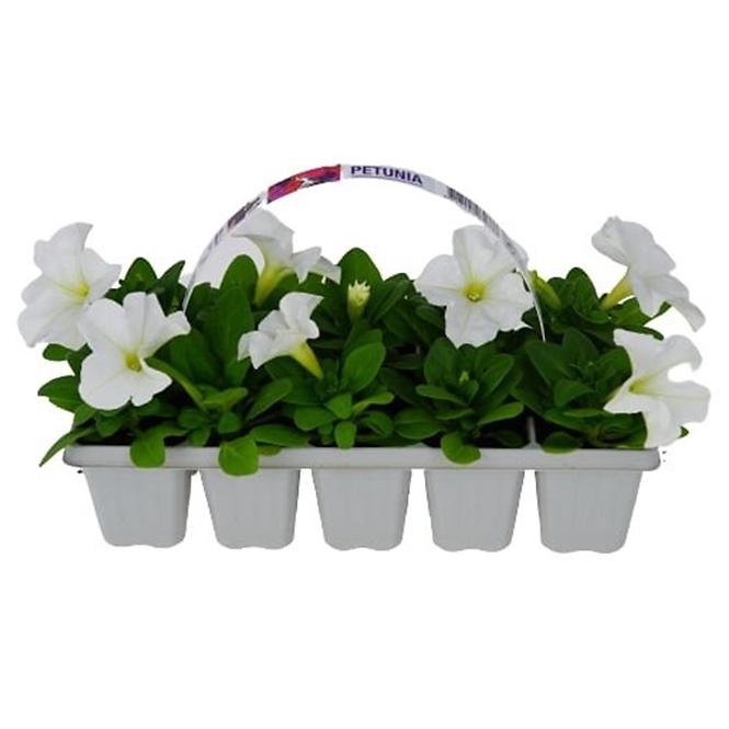Balkónové kvety MIX  10 pack,11