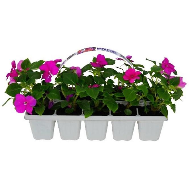 Balkónové kvety MIX  10 pack,2