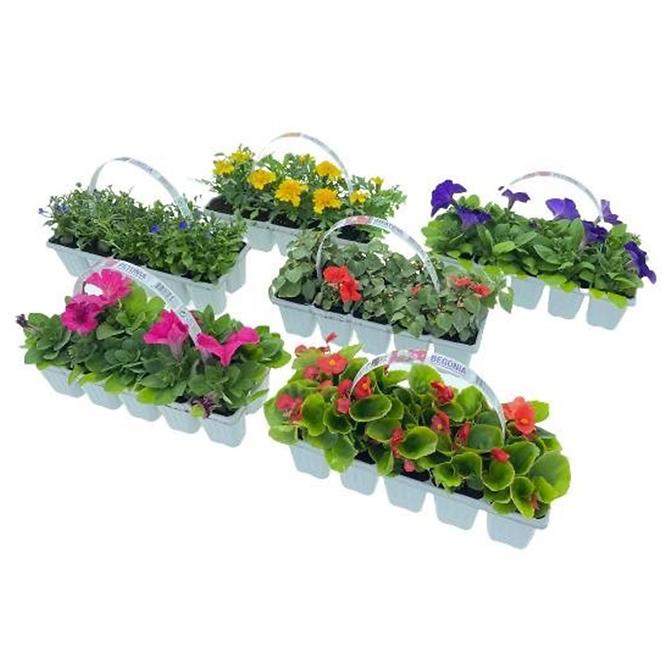 Balkónové kvety MIX  10 pack,3