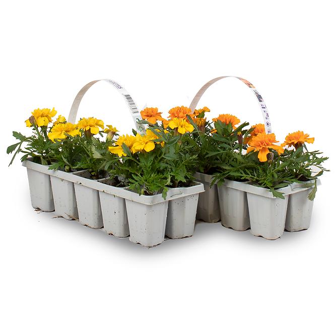 Balkónové kvety MIX  10 pack,4