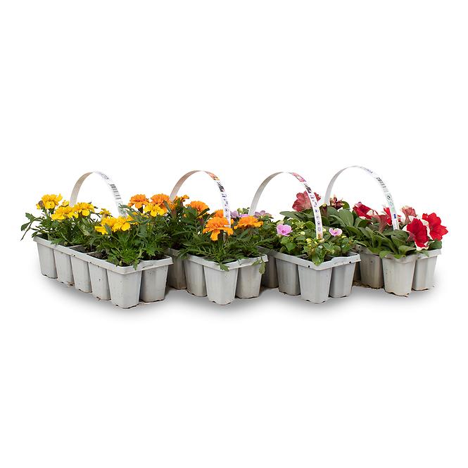 Balkónové kvety MIX  10 pack,5