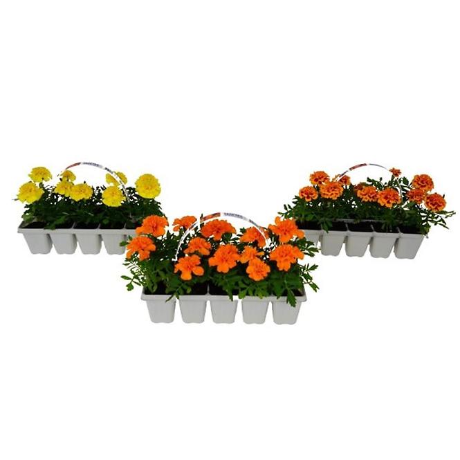 Balkónové kvety MIX  10 pack,6