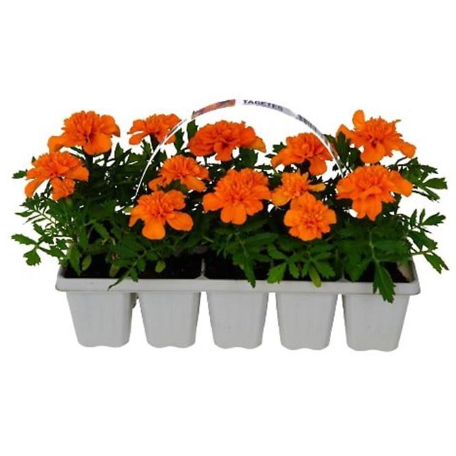 Balkónové kvety MIX  10 pack,7