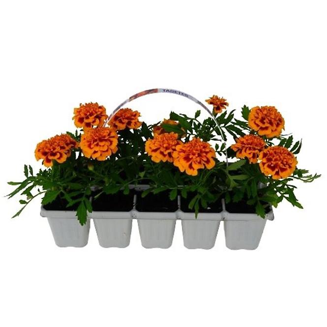 Balkónové kvety MIX  10 pack,8