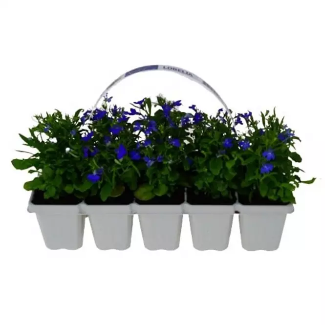 Balkónové kvety MIX  10 pack