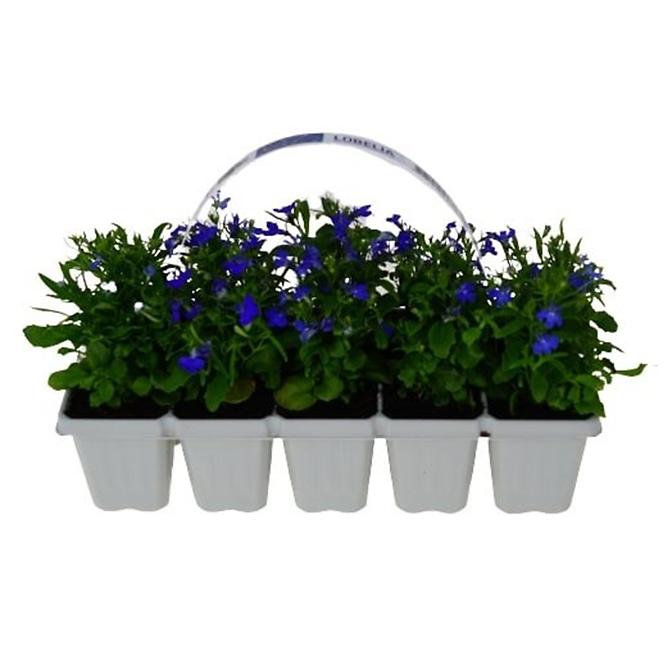 Balkónové kvety MIX  10 pack,9