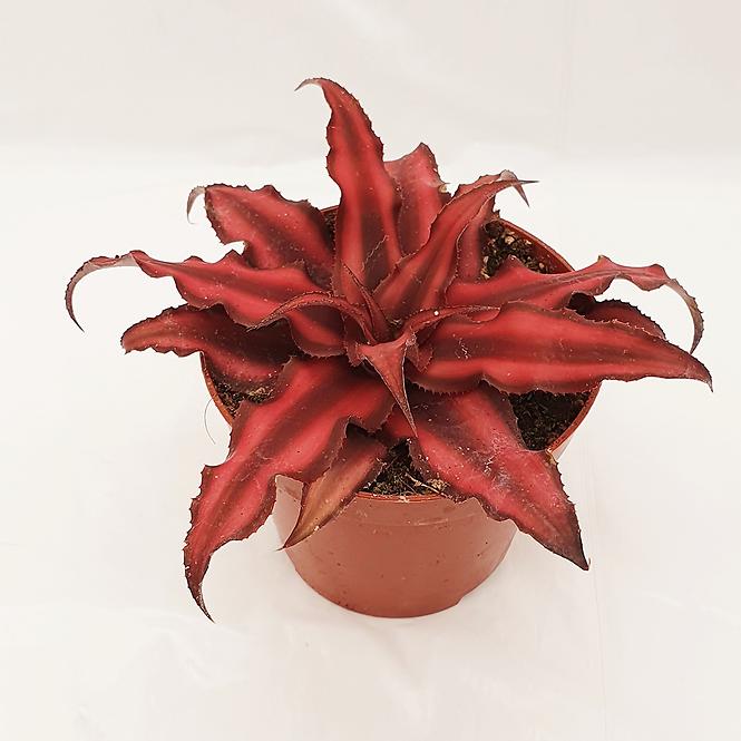 Cryptanthus bivittatus Red star 9/10