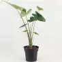 Alocasia Zebrina 17/55 cm