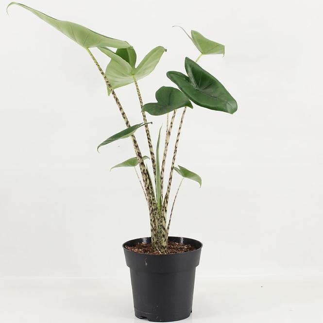 Alocasia Zebrina 17/55 cm