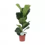 Ficus lyrata 17/60