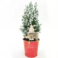 Snowy Ellwoodii in red zinc Pot K10