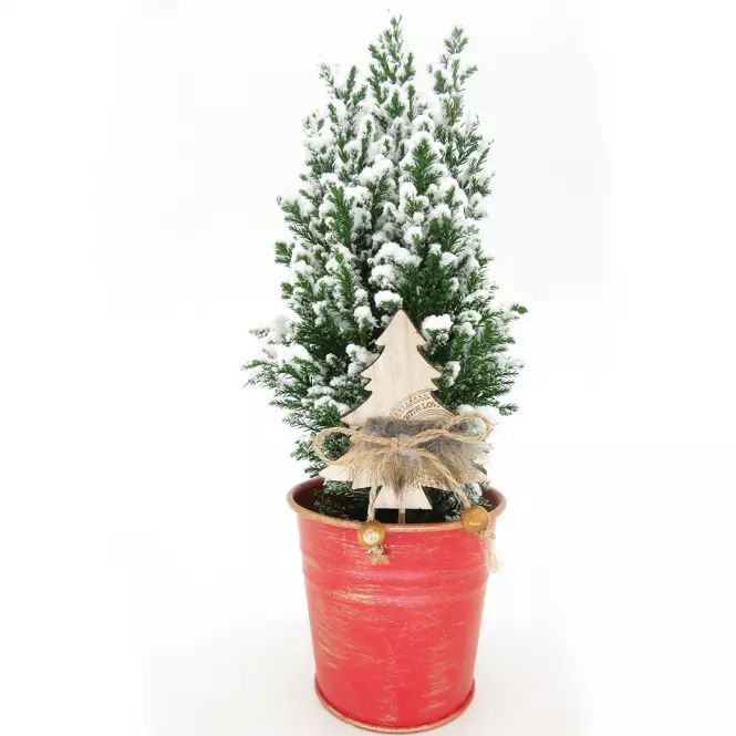 Snowy Ellwoodii in red zinc Pot K10
