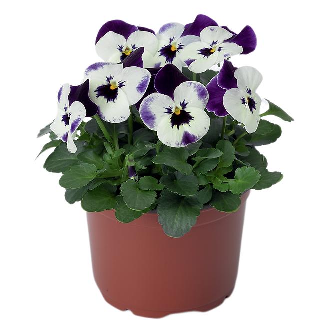 Viola Cornuta drobnokvetá K9