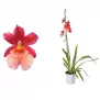 Cambria Nelly isler 1 stem 12 /50
