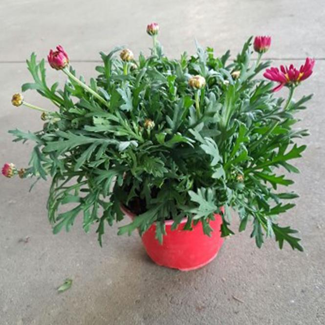 Argyranthemum frut. vo farbách P10,5