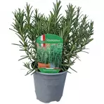 Rosmarinus officinalis K14
