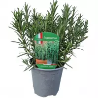 Rosmarinus officinalis K14