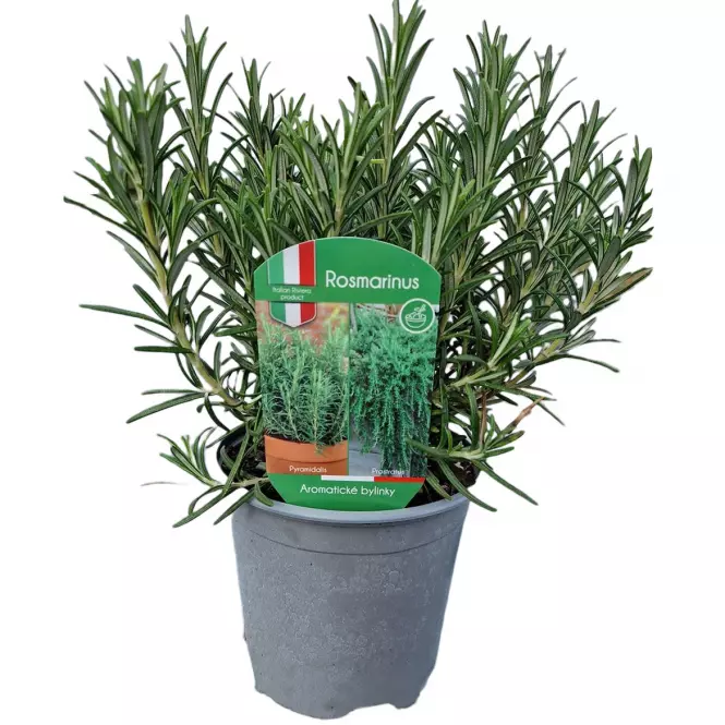 Rosmarinus officinalis K14