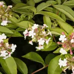 Abelia mosanensis C5 40-60