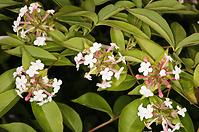 Abelia mosanensis C5 40-60