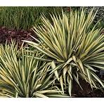 Yucca filamentosa Color Guard C5 40-60