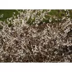 Abeliophyllum distichum C5 60-80