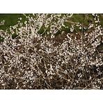 Abeliophyllum distichum C5 60-80