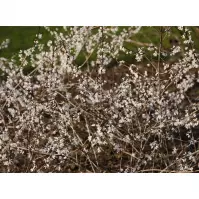 Abeliophyllum distichum C5 60-80