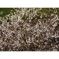 Abeliophyllum distichum C5 60-80