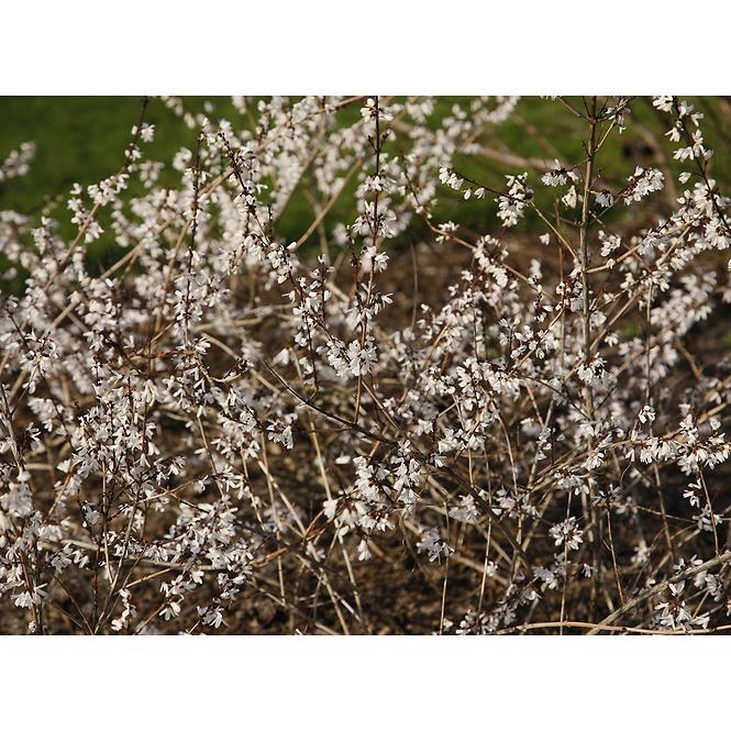 Abeliophyllum distichum C5 60-80