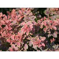Berberis thunbergii golden ring C3 25-30
