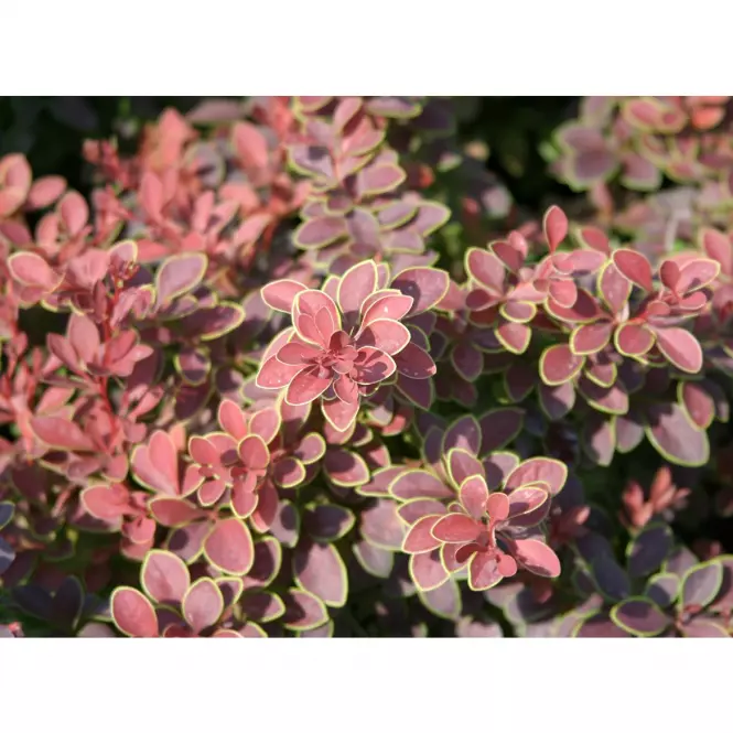 Berberis thunbergii golden ring C3 25-30