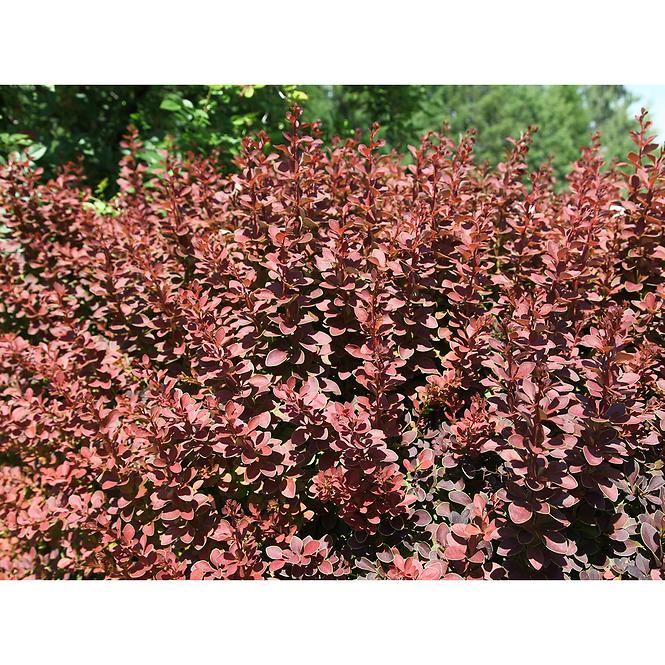 Berberis thunbergii golden ring C3 25-30