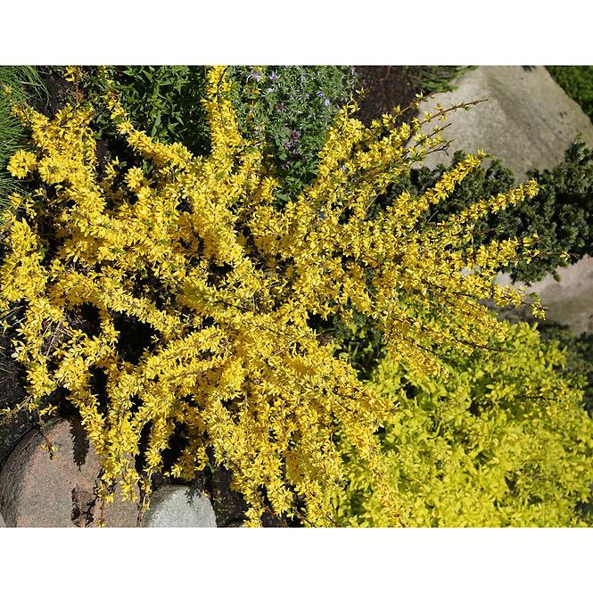 Forsythia C3 30-40