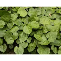 Hedera colchica C5 60-80