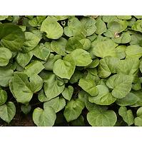 Hedera colchica C5 60-80