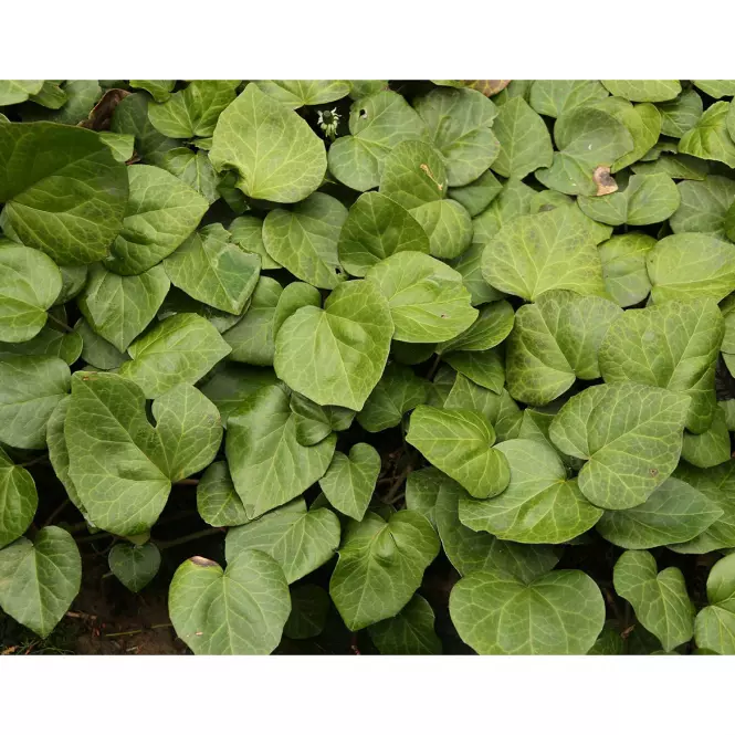 Hedera colchica C5 60-80
