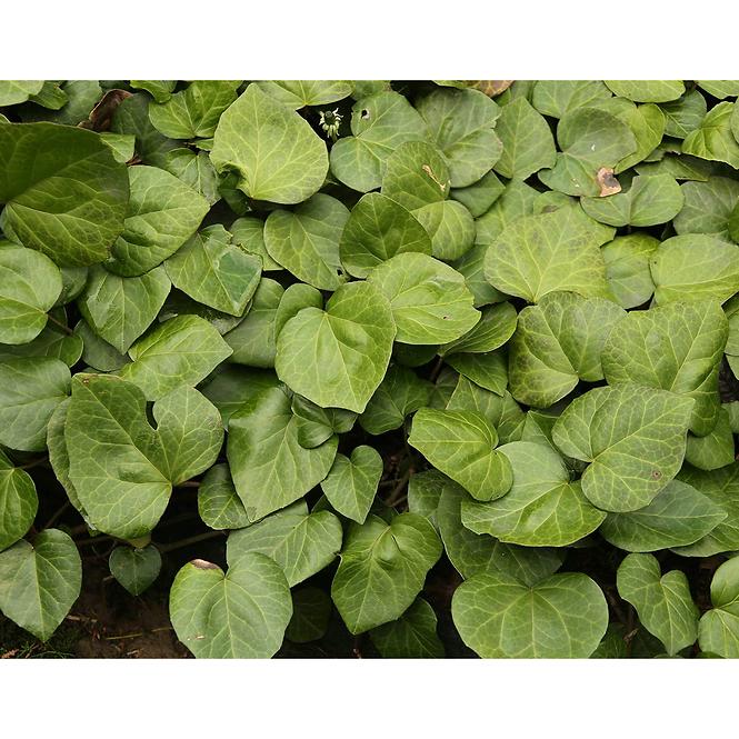 Hedera colchica C5 60-80
