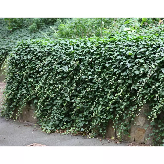 Hedera helix C3 60-80