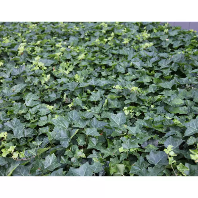 Hedera helix C3 60-80