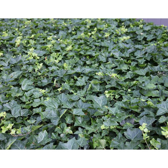 Hedera helix C3 60-80