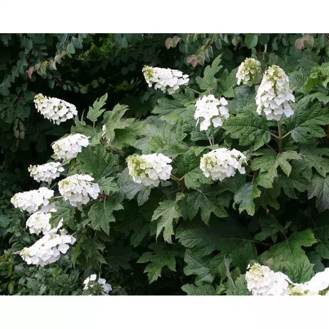 Hydrangea quercifolia mix C5 40-60