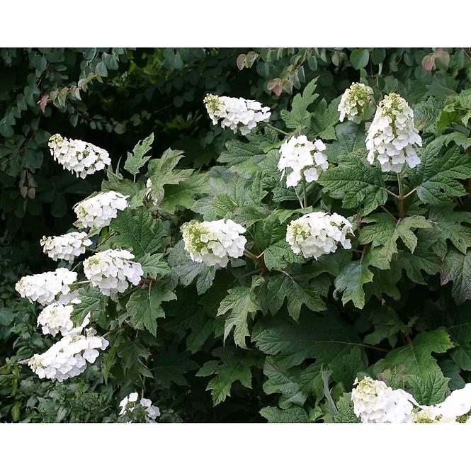 Hydrangea quercifolia mix C5 40-60