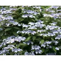 Hydrangea serrata cloudi ilvoclou C5 40-60