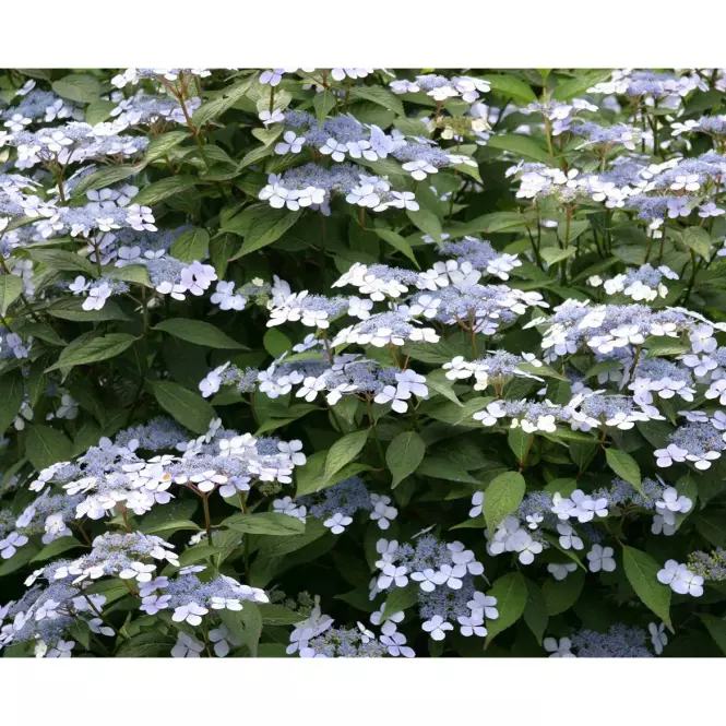 Hydrangea serrata cloudi ilvoclou C5 40-60